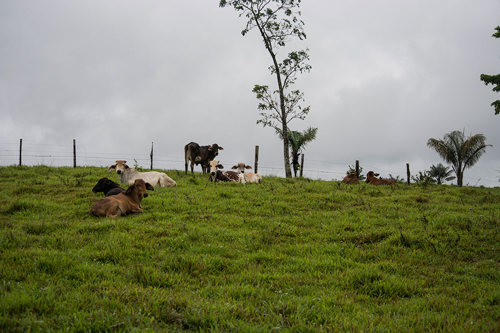 Galería multimedia - La Maporita