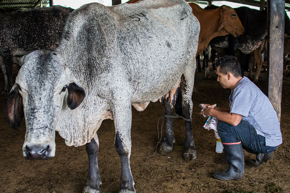 Galería multimedia - La Maporita