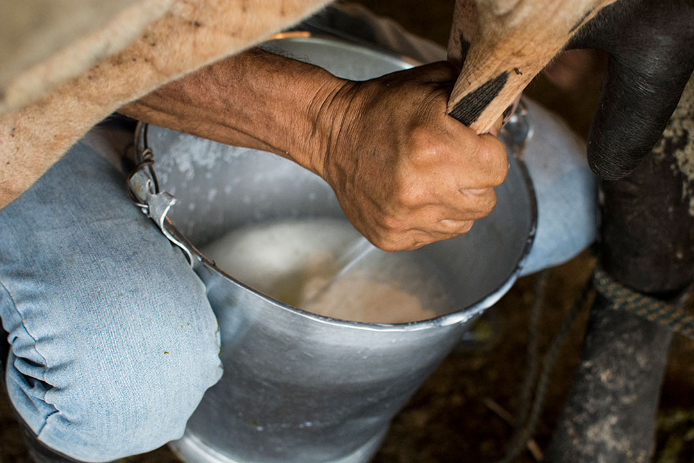 Galería multimedia - La Maporita
