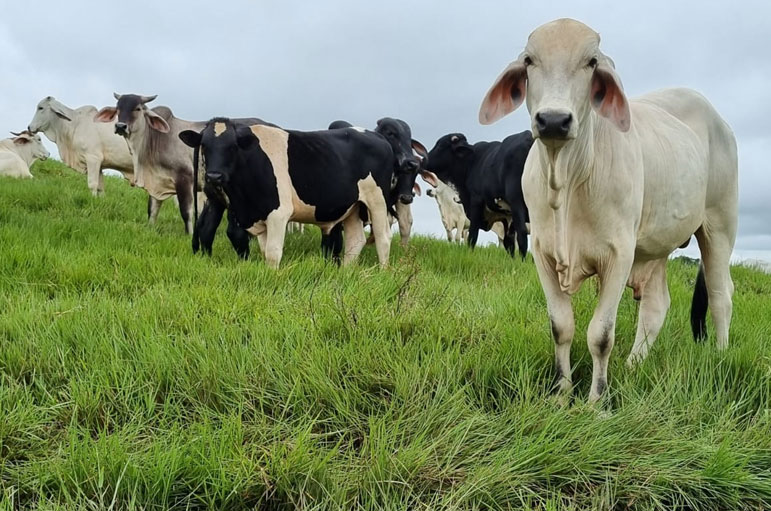 Novedades - La Maporita